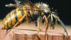 bees-pest-control-main