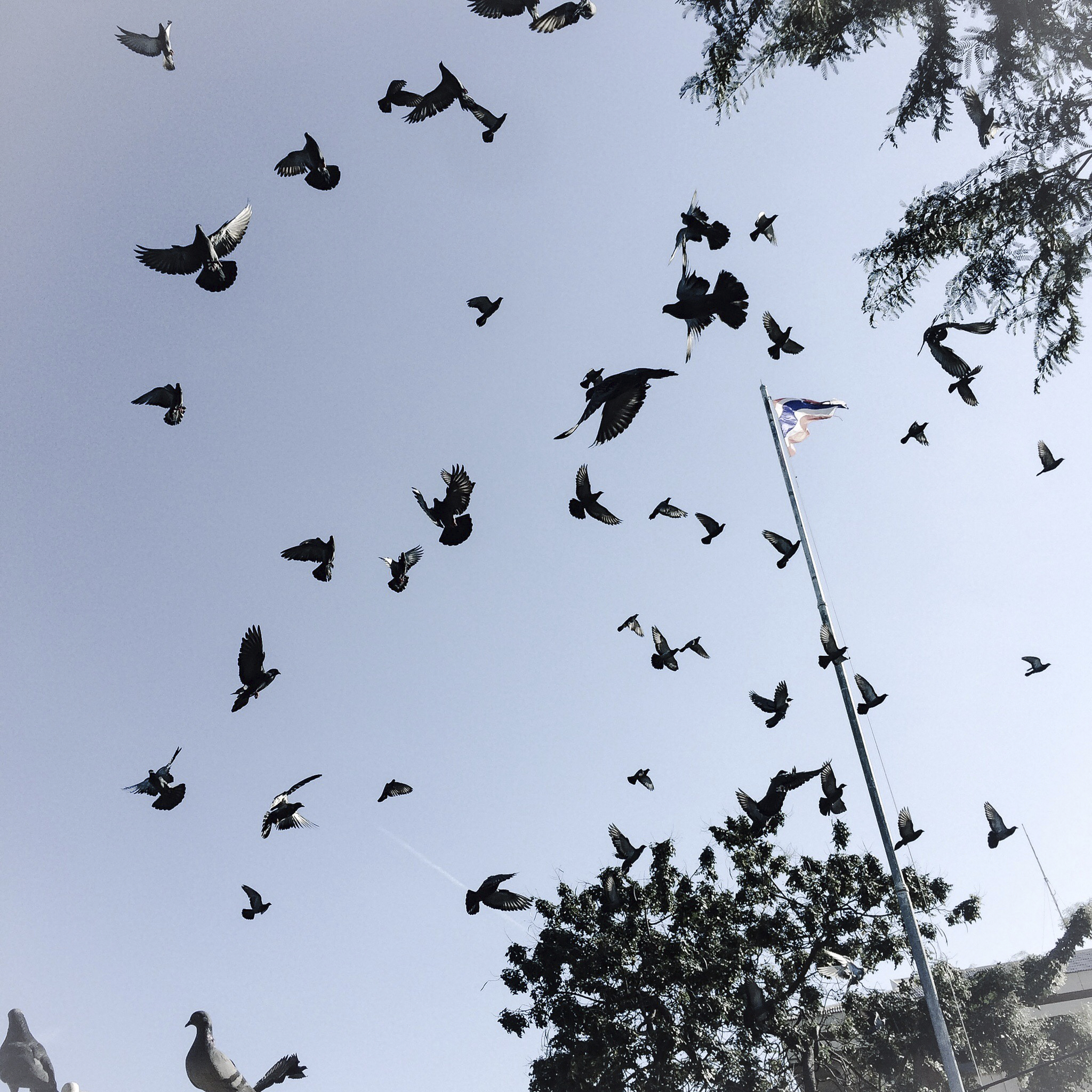 Birds in the sky Bird/Pigeon Pest Control<br />
Bird Pest Control Dubai<br />
bird control services in dubai<br />
pigeon pest control in dubai<br />
bird control services in sharjah<br />
bird control services in Ajman<br />
bird spikes dubai<br />