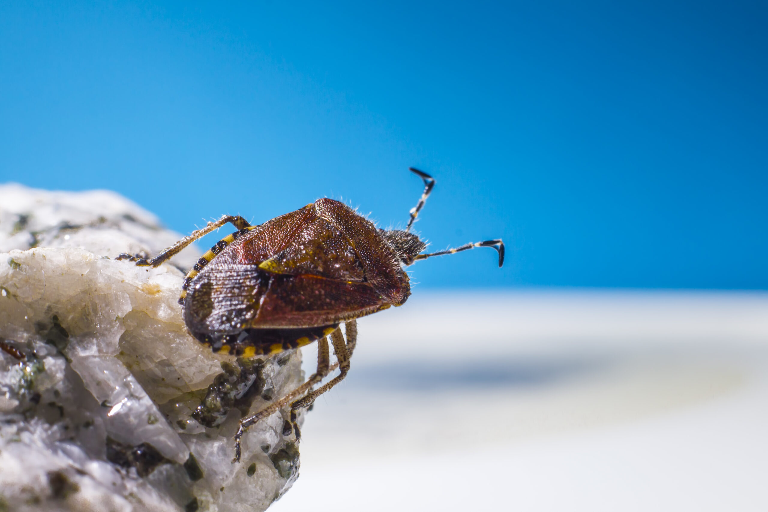 Bed Bugs Pest Control<br />
Bed Bugs Pest Control service near me<br />
Bed Bugs Pest Control service in dubai<br />
bed bugs pest control price in dubai<br />
Bed Bugs Pest Control service in sharjah<br />
Bed Bugs Pest Control service in Ajman<br />
bed bugs pest control near me<br />
